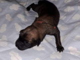 Chiot de type Berger Belge Malinois à vendre