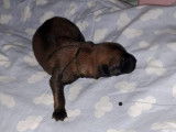 Chiot de type Berger Belge Malinois à vendre