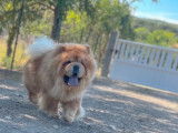 Un chien Chow Chow LOF fauve de 4 ans disponible pour saillie