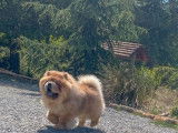 Un chien Chow Chow LOF fauve de 4 ans disponible pour saillie