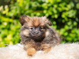 Chiot de type Loulou de Poméranie femelle à vendre