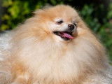 Chiot de type Loulou de Poméranie femelle à vendre
