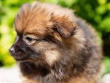 Chiot de type Loulou de Poméranie femelle à vendre