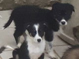 Chiots Border Collie de compagnie à vendre