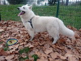 Saillie Mâle Berger Blanc Suisse
