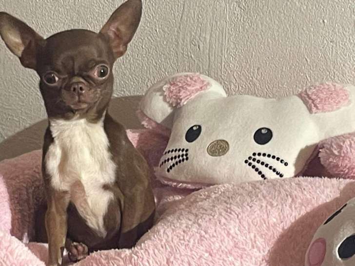 Mini Chihuahua adulte hyper typée à vendre