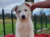 Berger Blanc Suisse mâle LOF disponible
