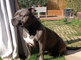 American Bully disponible pour saillie
