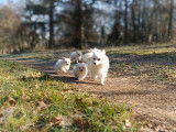 Chiots Spitz Allemand LOF à vendre