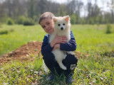 Chiots Spitz Allemand LOF à vendre