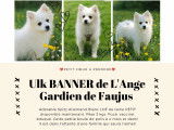 Chiots Spitz Allemand LOF à vendre