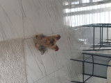 Yorkshire Terrier disponible pour saillie