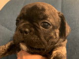 Magnifique chiots Bouledogue Français exotiques non LOF à vendre