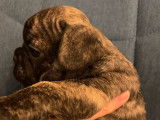 Magnifique chiots Bouledogue Français exotiques non LOF à vendre