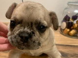 Magnifique chiots Bouledogue Français exotiques non LOF à vendre