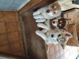 Chiots Husky disponibles