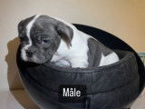 Chiots de type Bouledogue Fran&ccedil;ais &agrave; vendre (1 femelle & 4 m&acirc;les)