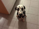 De race Dalmatien disponible pour saillie