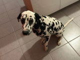 De race Dalmatien disponible pour saillie