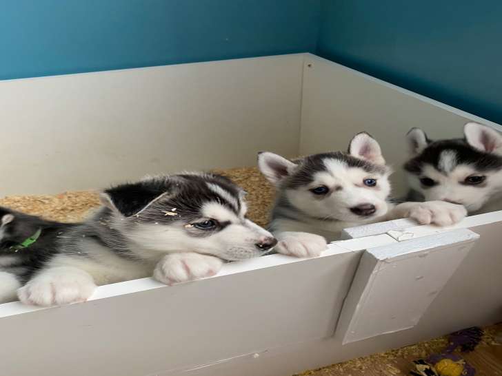 Chiots Husky de Sibérie à vendre