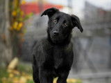 Un chiot mâle noir à adopter