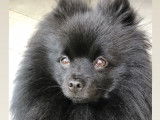 Spitz Allemand noir disponible pour saillie