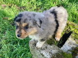 Femelle bleu merle Berger Américain Miniature LOF à vendre