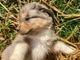 Femelle bleu merle Berger Américain Miniature LOF à vendre