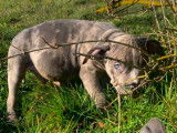 Chiots American Bully XL à vendre