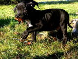 Chiots American Bully XL à vendre