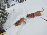 2 Chiens à donner