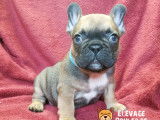 Magnifiques chiots Bouledogue Français fauves à vendre