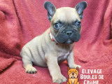 Magnifiques chiots Bouledogue Français fauves à vendre