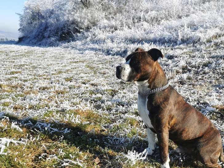 De race American Staffordshire Terrier disponible pour saillie