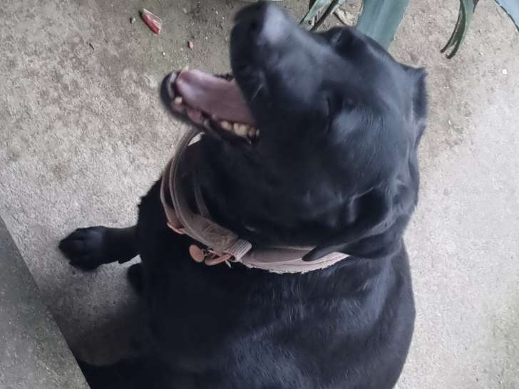 Adorable chienne Labrador à donner