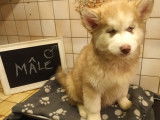 Chiots Husky à vendre