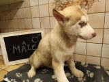 Chiots Husky à vendre