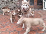 Chiots Husky à vendre
