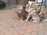 Chiots Husky à vendre