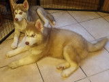 Chiots Husky à vendre