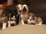 Superbes chiots Husky de pure race à vendre
