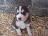 Superbes chiots Husky de pure race à vendre