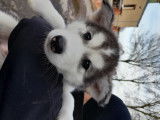 Superbes chiots Husky de pure race à vendre
