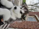 Superbes chiots Husky de pure race à vendre