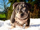 Chiots American Bully Pocket à vendre