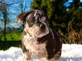 Chiots American Bully Pocket à vendre