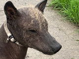 Mâle Xoloitzcuintle de 3 ans pour saillie