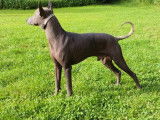 Mâle Xoloitzcuintle de 3 ans pour saillie