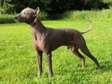 Mâle Xoloitzcuintle de 3 ans pour saillie