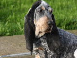 Chiot femelle Basset Bleu de Gascogne LOF à vendre